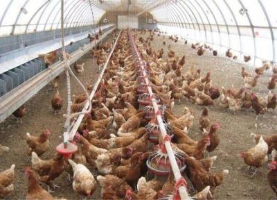 خرید تضمینی بیش از 1000 تن مرغ مازاد واحدهای تولیدی آذربایجان غربی