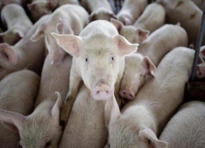 نوع جدیدی از آنفولانزای خوکی کشف شد
