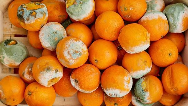تبدیل پرتقال گندیده به نانوزیست حسگر تشخیص سرطان!