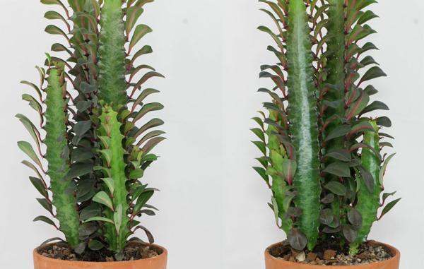 راهنمای کامل پرورش و نگهداری گیاه افوربیا تریگونا در خانه