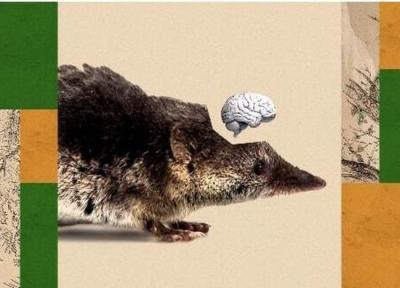 چرا این پستاندار مغز خود را می خورد و چرا این موضوع مهم است؟