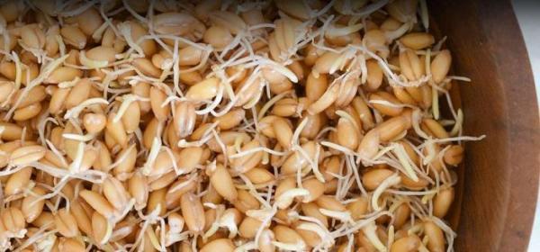 کالری جوانه گندم ؛ 100 گرم جوانه گندم چقدر کالری دارد؟