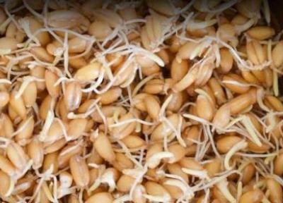 کالری جوانه گندم ؛ 100 گرم جوانه گندم چقدر کالری دارد؟